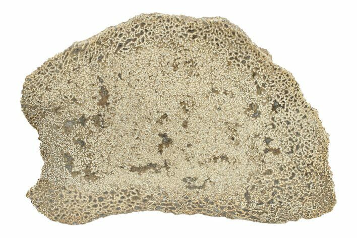 Polished Dinosaur Bone (Gembone) Slab - Morocco #271401